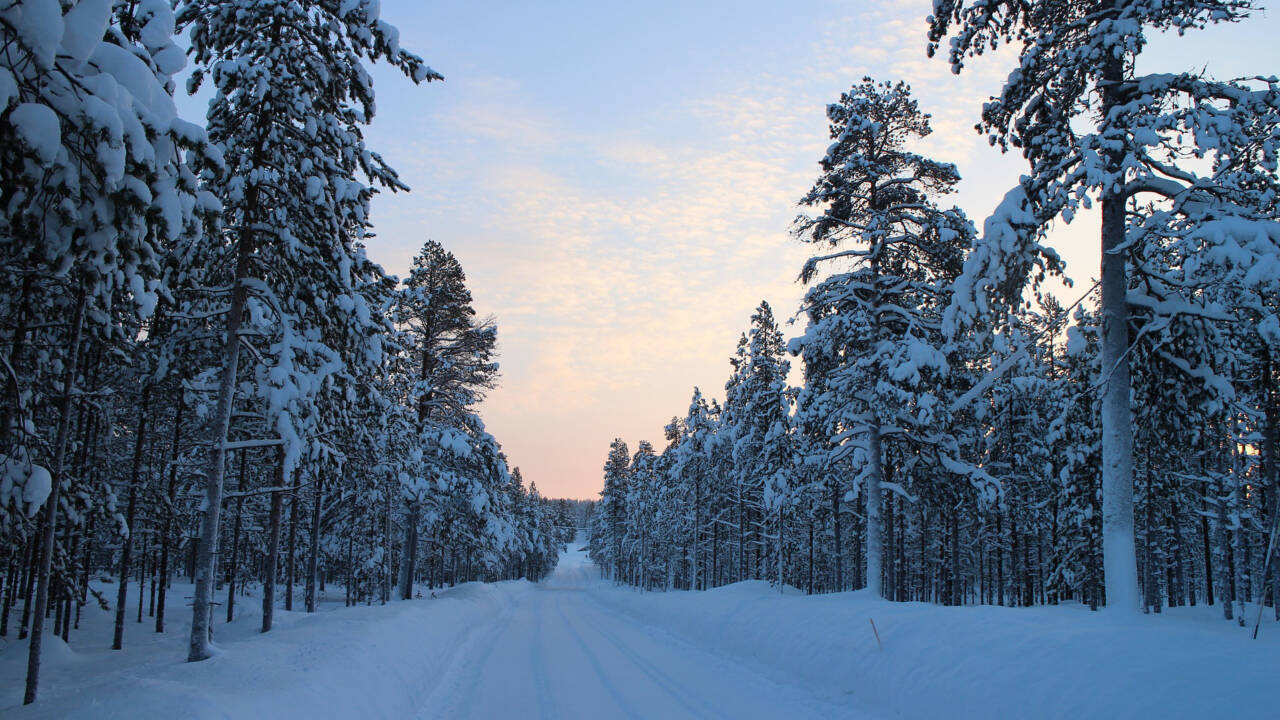 Luminen tie metsän keskellä.